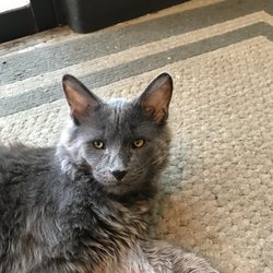 STATVet Animal Urgent Care - George Duncan