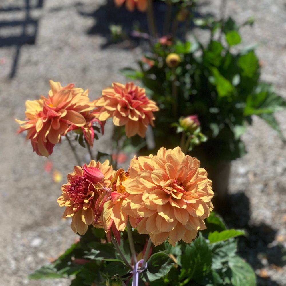 Half Moon Bay Nursery - Nurseries & Gardening Near Me - Half Moon Bay, California
