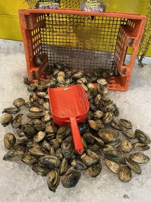 Free Range Fish & Lobster by null