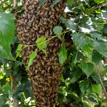 AA-Beekeeper - Pest Control Near Me