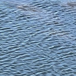 Manatees seen from East end of viewing bridge.