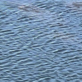 Manatee Viewing Center - Manatees seen from East end of viewing bridge. - Zoos Near Me - Apollo Beach, Florida