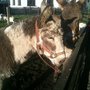 Photo of Glendeer Pet Farm
