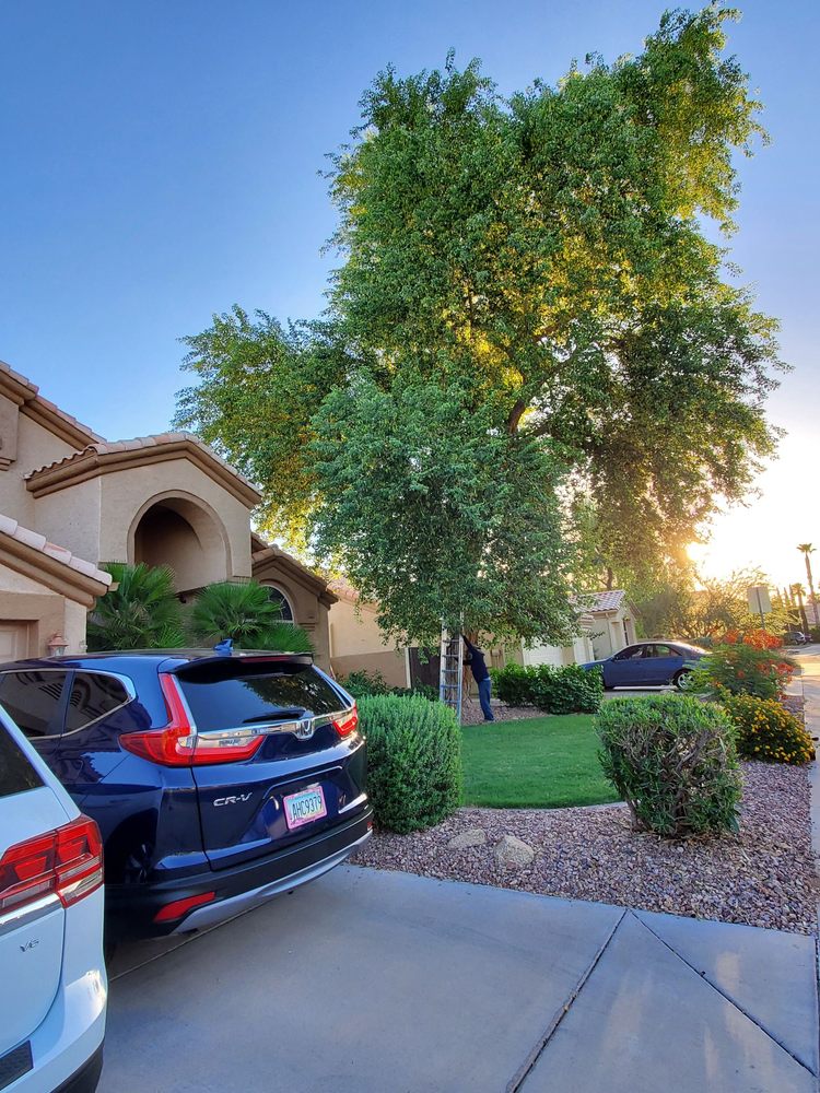 Julio Tree care & landscaping services - tree service in Mesa, AZ