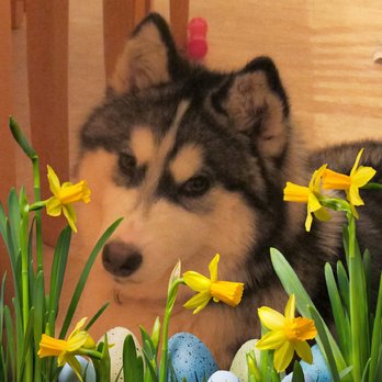 Canine Corner - Pet Groomers Near Me - Woodridge, Illinois Canine Corner - Pet Groomers Near Me - Woodridge, Illinois