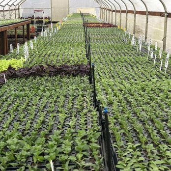 Neoteric Gardens - Propagation station! - Nurseries & Gardening Near Me - Woodburn, Oregon Neoteric Gardens - Propagation station! - Nurseries & Gardening Near Me - Woodburn, Oregon