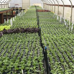 Neoteric Gardens - Propagation station!