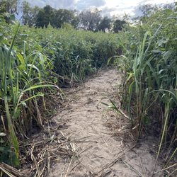 Newberry Cornfield Maze - Maze before it got dark.