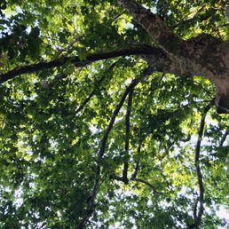 The largest tree in bologna.