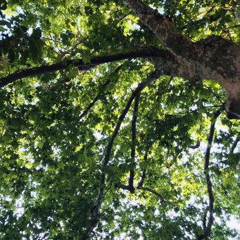 Osteria Bartolini - The largest tree in bologna. - Seafood Near Me - Bologna, BO