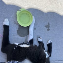 My puppy