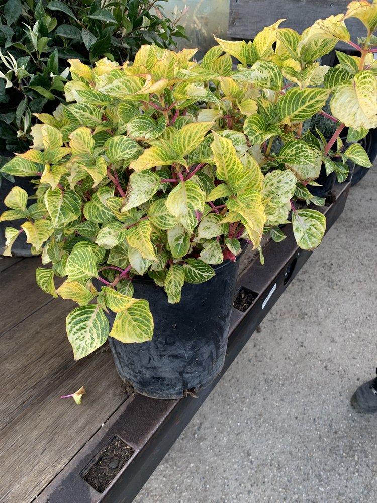 RAMIREZ NURSERY Updated June 2024 19 Photos & 16 Reviews 570 W 135th St, Gardena