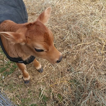Skyland Sanctuary - Jackson the 1-1/2 month old calve. - Animal Shelters Near Me - Wantage, New Jersey Skyland Sanctuary - Jackson the 1-1/2 month old calve. - Animal Shelters Near Me - Wantage, New Jersey