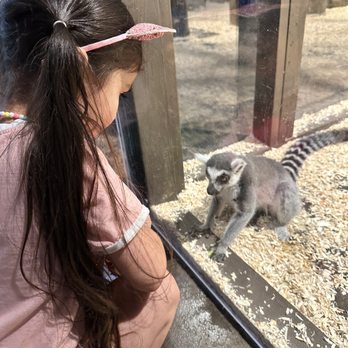 Austin Aquarium - Just a lemur friend trying to look inside our bag - Aquariums Near Me - Austin, Texas Austin Aquarium - Just a lemur friend trying to look inside our bag - Aquariums Near Me - Austin, Texas