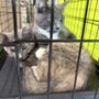 The Pet Stop