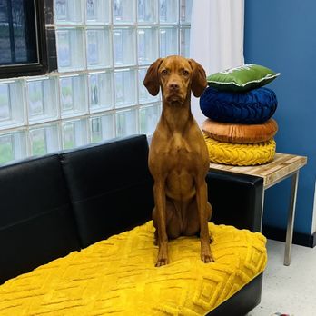 Barks & Rec - Pet Boarding Near Me - Minneapolis, Minnesota Barks & Rec - Pet Boarding Near Me - Minneapolis, Minnesota
