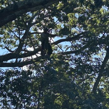 Carrick's Service Corp - Out on a limb, as advertised  :-) - Tree Services Near Me - Riverhead, New York