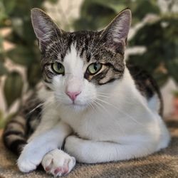 Nabi Cat Cafe - Lil sweetheart gave me the chance to see her lil face and went back to sleep afterwards