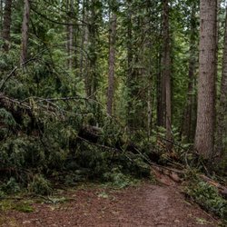 Elk Creek Falls - trail conditions April 26'