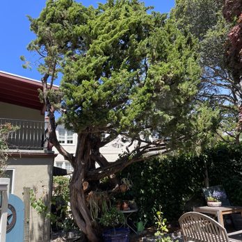 Madriz Tree Service - After :) - Tree Services Near Me - Richmond, California