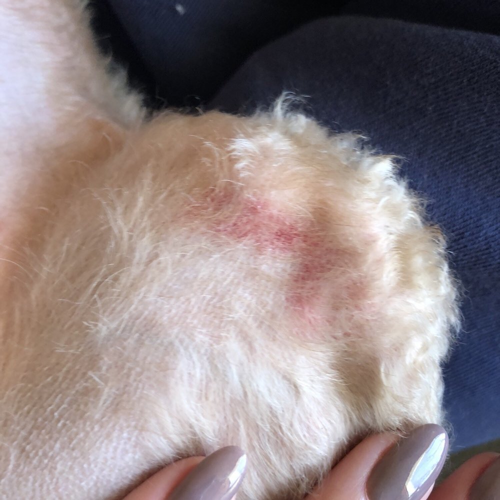 The Polished Pooch - Teddy's left leg - Pet Groomers Near Me - Haymarket, Virginia The Polished Pooch - Teddy's left leg - Pet Groomers Near Me - Haymarket, Virginia