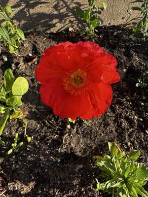 peasants DELI & ARCADE by null