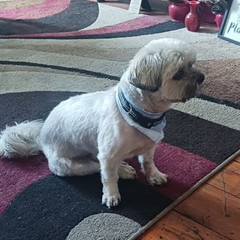 TLC Pet Spa - Pet Groomers Near Me - Dearborn Heights, Michigan