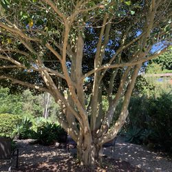 Mr. Tree Service 