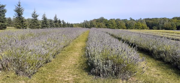 Fragrant Isle Lavender Farm & Shop by null