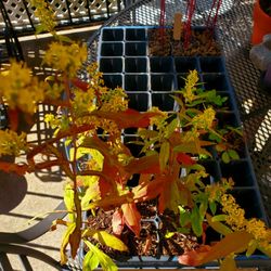Hilltop Hanover Farm & Environmental Center - Pollinators for our garden - 10/3/2026