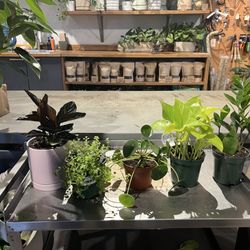 Sprout Home - My beautiful plants