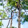 Photo of Sanders Precision Tree Service