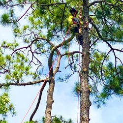 Sanders Precision Tree Service
