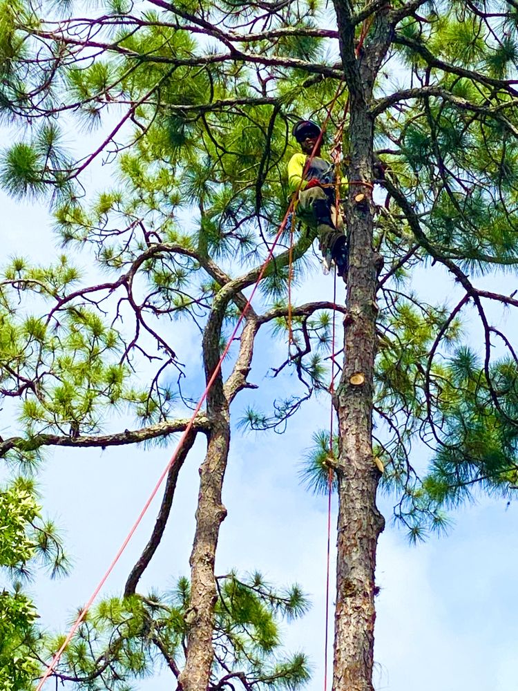SANDERS PRECISION TREE SERVICE Updated July 2024 47 Photos Tampa, Florida Tree Services