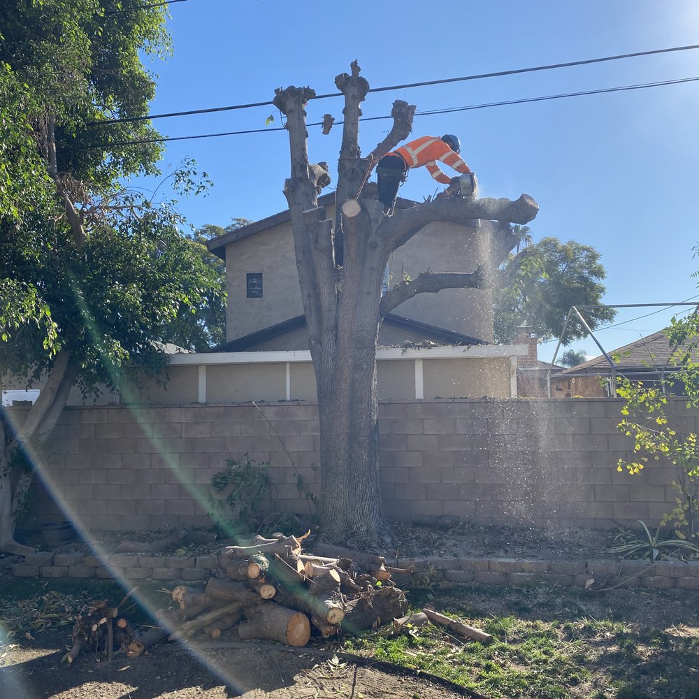 Top Unit Tree Service - Tree Services Near Me - Norwalk, California Top Unit Tree Service - Tree Services Near Me - Norwalk, California