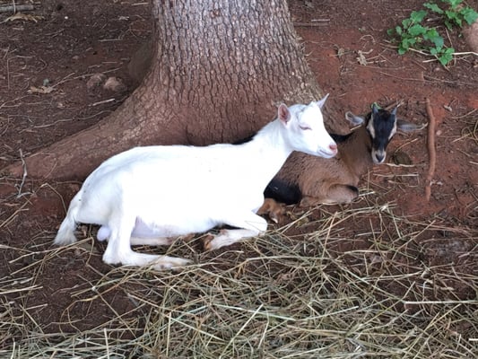 Caromont Farm by null