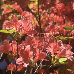 Asticou Azalea Garden