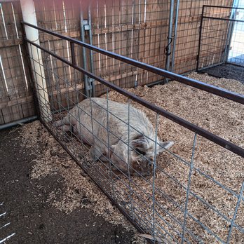 Galloping Goat Pumpkin Patch - Big pig - Pumpkin Patches Near Me - Rio Rancho, New Mexico