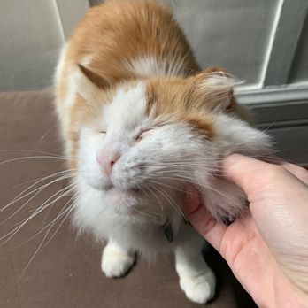 Slow Blinks Cat Care - Sweet T! - Pet Sitting Near Me Slow Blinks Cat Care - Sweet T! - Pet Sitting Near Me