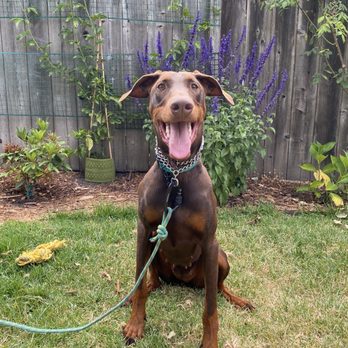 Elevated Canine Academy - Pet Training Near Me Elevated Canine Academy - Pet Training Near Me
