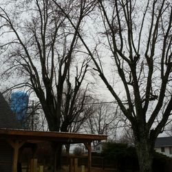 Cedar Knoll Tree Service