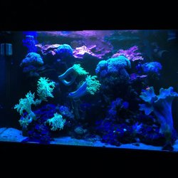 Carmel Valley Endodontics - Gorgeous Aquarium!!!