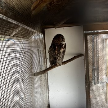 Seaside Seabird Sanctuary - Owl - Animal Shelters Near Me - Indian Shores, Florida Seaside Seabird Sanctuary - Owl - Animal Shelters Near Me - Indian Shores, Florida