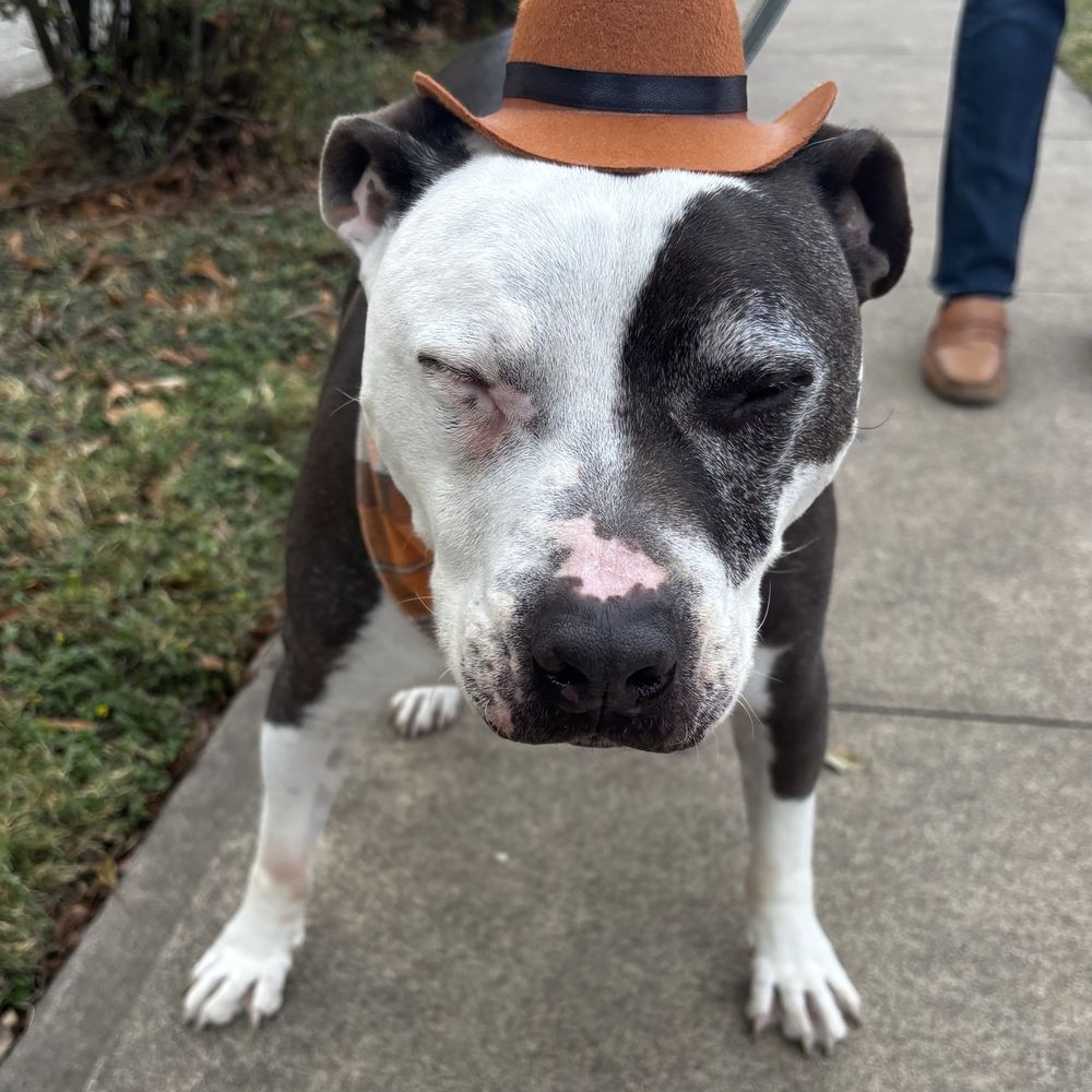 Dogologie - Kooper in his cowboy hat! - Pet Stores Near Me - Fredericksburg, Texas
