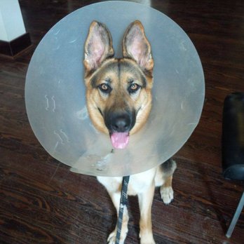 Your Pet Staff - Pet Sitting Near Me Your Pet Staff - Pet Sitting Near Me