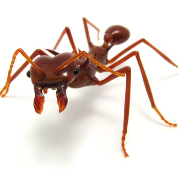 Crazy Frog Pest Control - Pest Control Near Me - Boise, Idaho Crazy Frog Pest Control - Pest Control Near Me - Boise, Idaho