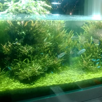 Aqua Forest Aquarium - Aquarium Services Near Me - San Francisco, California
