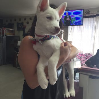 A Pet Affaire - Pet Groomers Near Me - Oxnard, California A Pet Affaire - Pet Groomers Near Me - Oxnard, California
