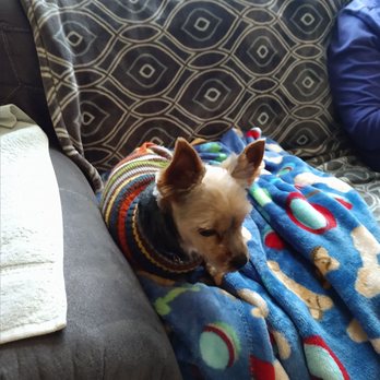 Evie's Doggie Spa - After his buzz cut. - Pet Groomers Near Me - Albuquerque, New Mexico