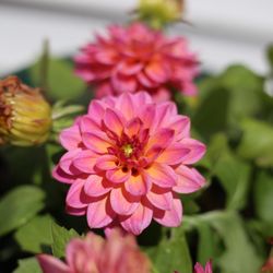 Menards - Beautiful selection of flowers.